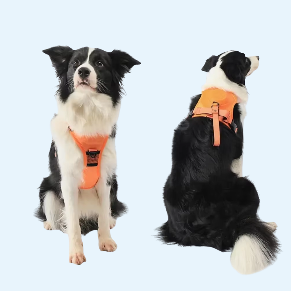 Hundegeschirr mit integrierter Leine