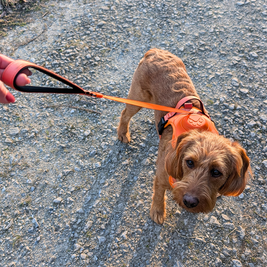 Hundegeschirr mit integrierter Leine