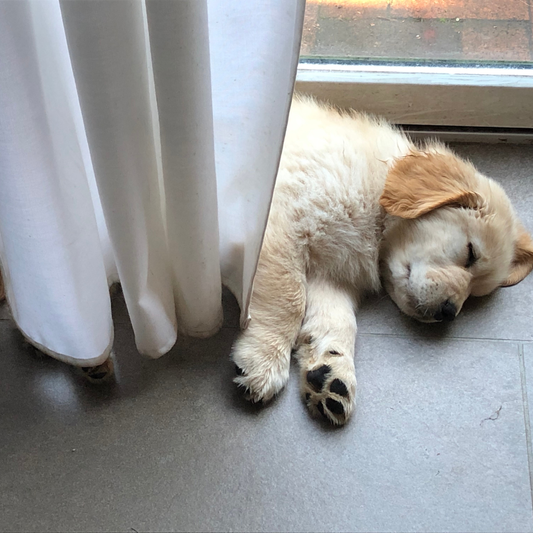 Hund alleine lassen: So gelingt das Training bei Trennungsstress