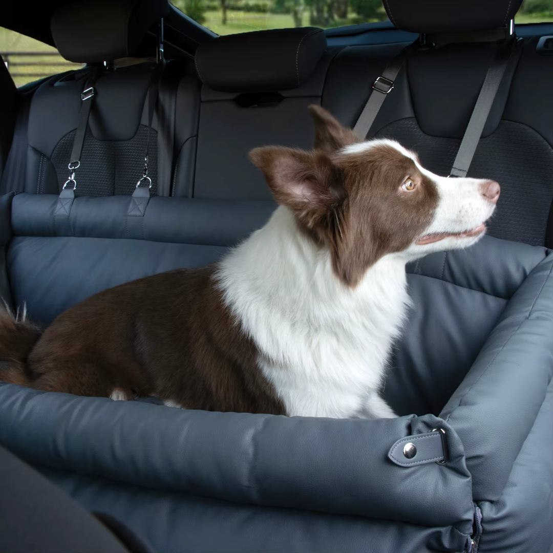 WUFF&Drive - Stressfrei & sicher Auto fahren mit deinem Hund